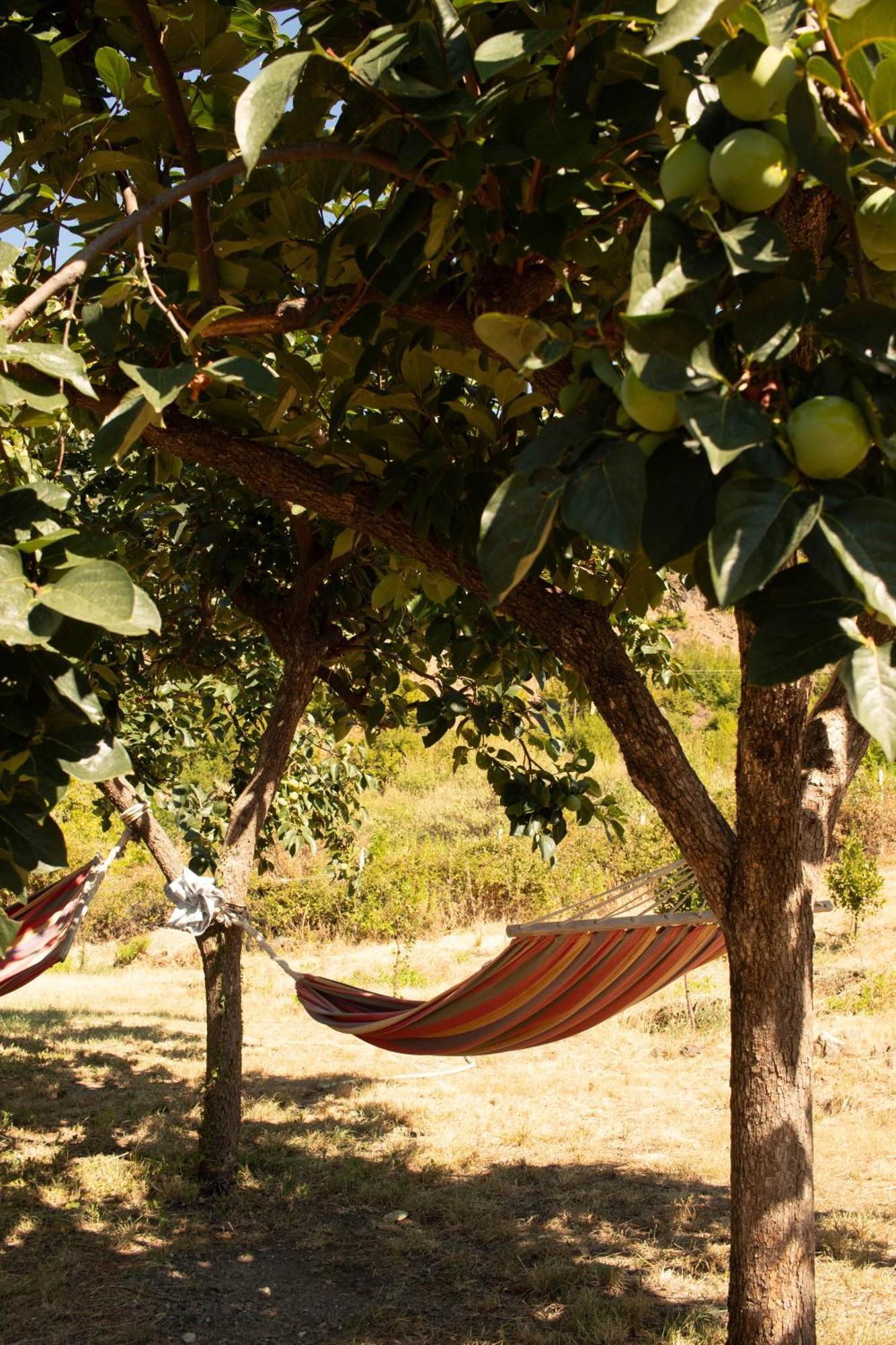 Agroturizem Hotel Vila Franceze Koman 외부 사진